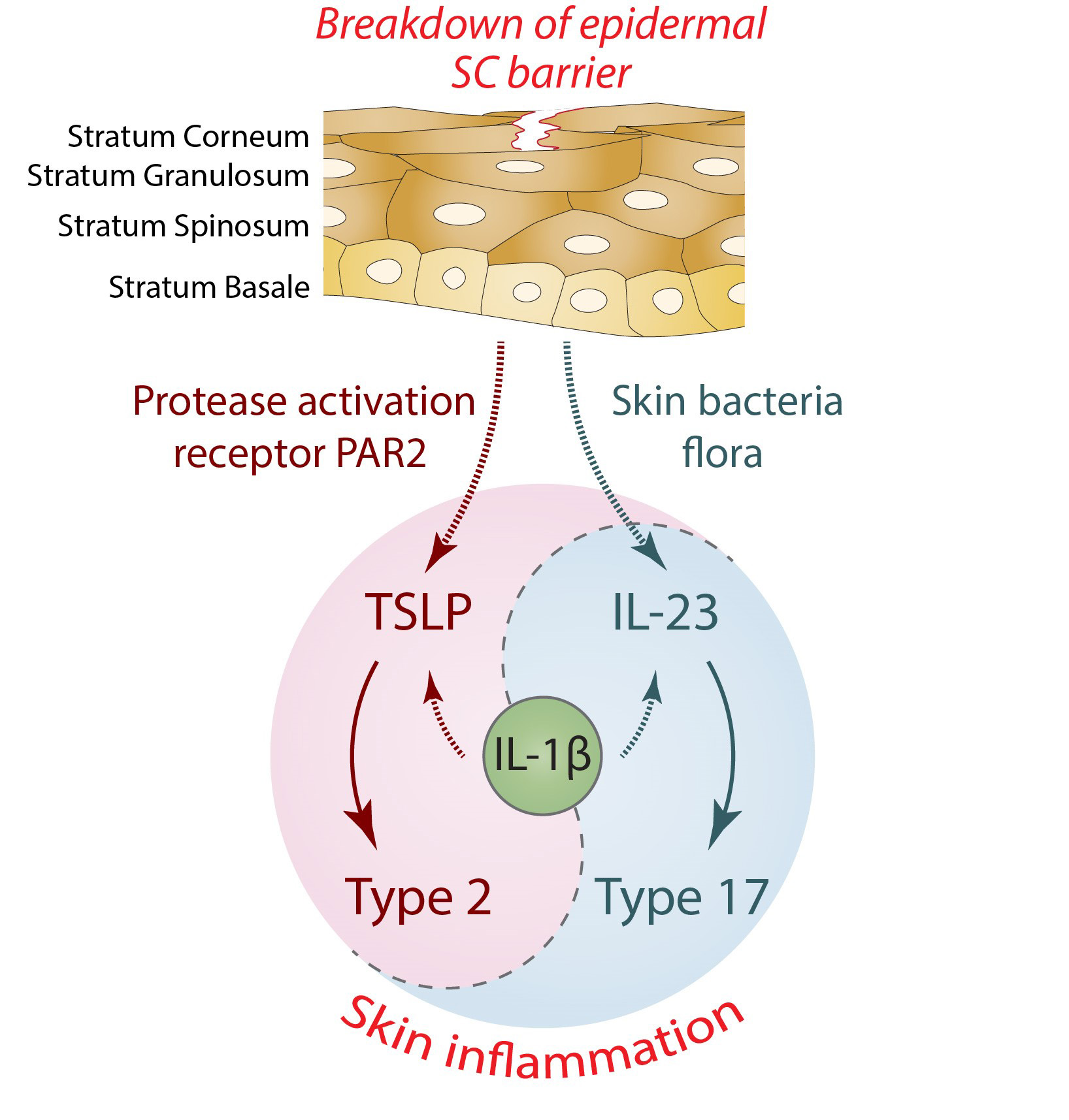 Skin disease_MeiLi