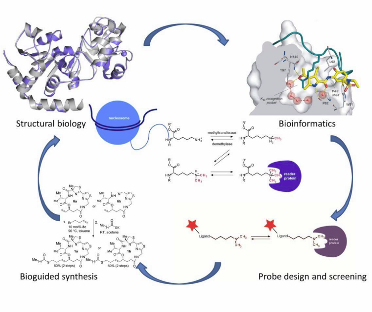 Epigenetics