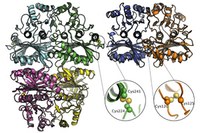 Der Ursprung der Photosynthese 