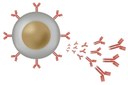 Open Sesame: How B cells sense monovalent antigens