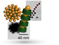 Freiburg research team headed by former FRIAS fellow Stefan Schiller publishes seminal research findings in Nature journals